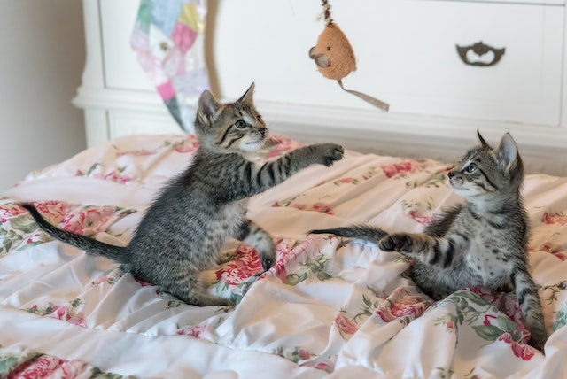 Katzen können keine Glasharmonika spielen - das ist so sicher wie das Amen in der Kirche. Das Fell erzeugt den Ton nicht.