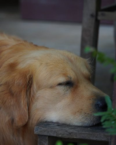Hund schläft Vielleicht hat man diesem Hund gerade einen Gute Nacht Lieder Text vorgesungen? Das ist nicht auszuschließen. Es sieht auf jeden Fall bequem aus, wie (sie?) so dahindöst.